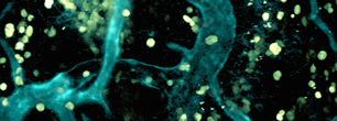 research Image